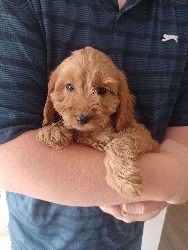 Cockapoo Puppies Red/fudge colour for sale in Fife - Image 6