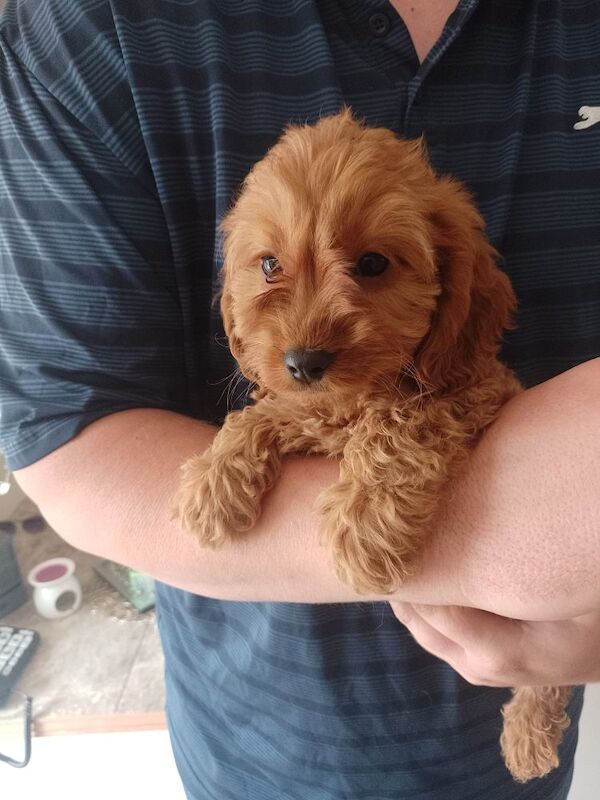 Cockapoo Puppies Red/fudge colour for sale in Fife - Image 7