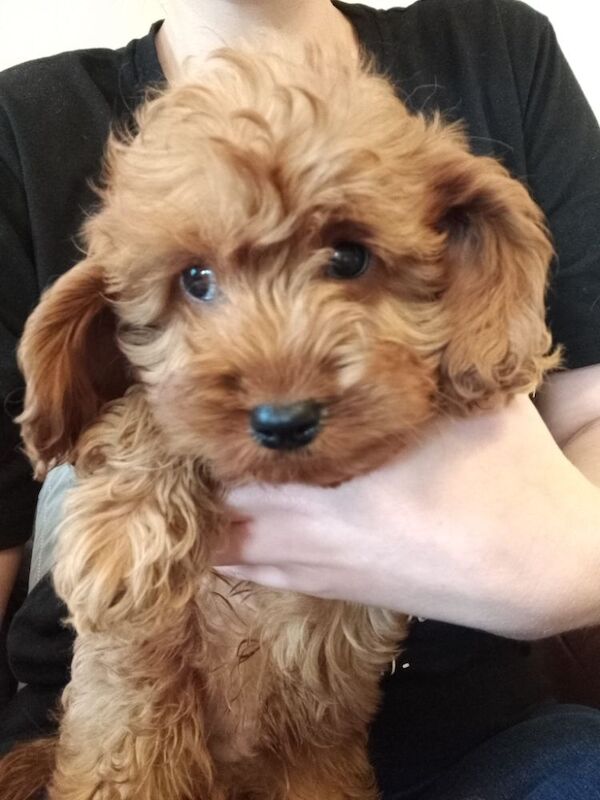 Cockapoo Puppies Red/fudge colour for sale in Fife - Image 8