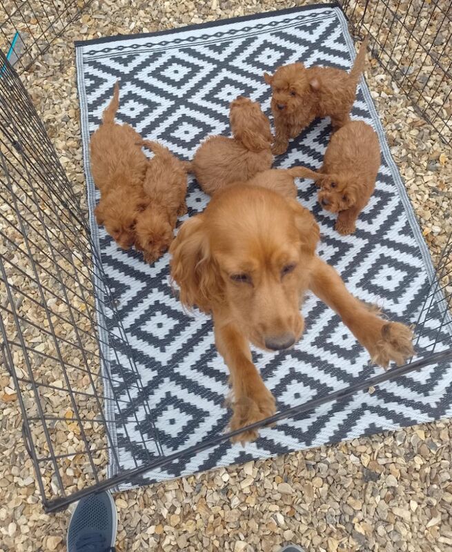 Cockapoo Puppies Red/fudge colour for sale in Fife - Image 9