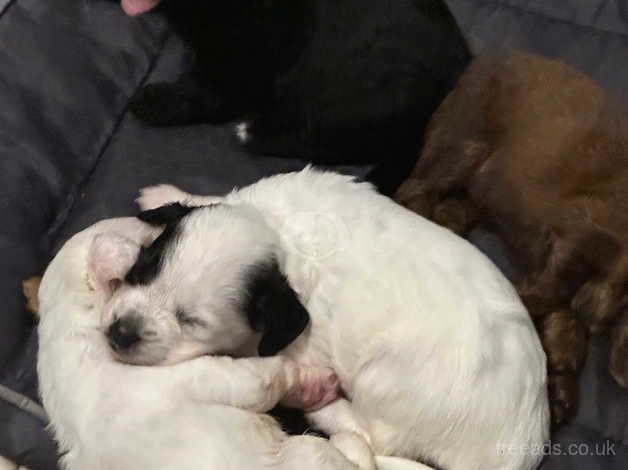 Cockapoo puppies various colours for sale in Ellesmere Port, Cheshire