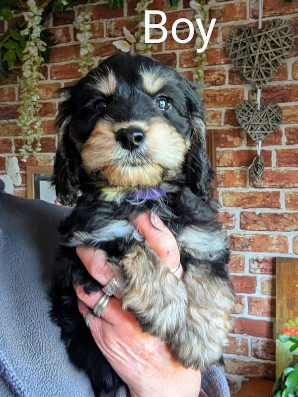 Cockapoo Puppies (working cocker x toy poodle) for sale in Market Rasen, Lincolnshire