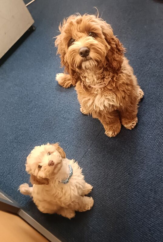 Cockapoo Puppies for sale in West Yorkshire