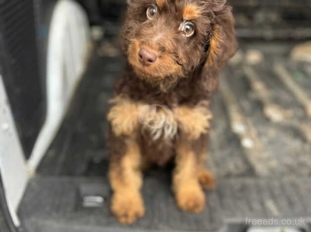 Cockapoo puppy boy for sale in Nelson, Lancashire - Image 1