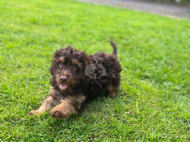 Cockapoo puppy boy for sale in Nelson, Lancashire - Image 2