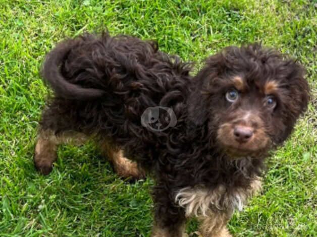 Cockapoo puppy boy for sale in Nelson, Lancashire - Image 3