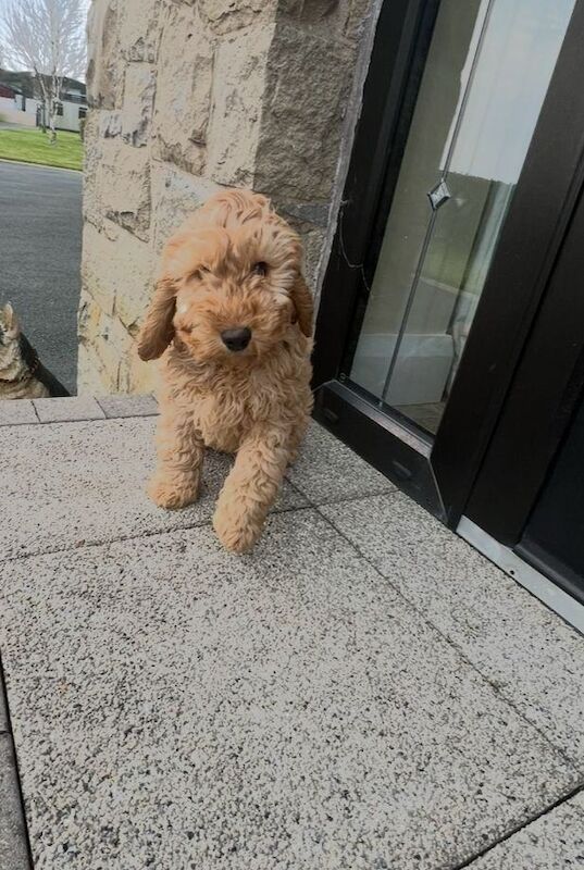 Cockapoo Puppy F1b for sale in Dungannon, County Tyrone