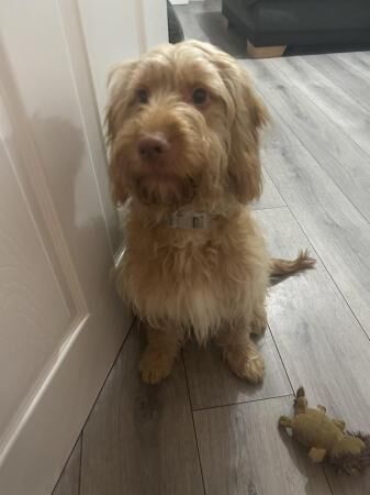 Cockapoo puppy for sale 1 years old for sale in Derby, Derbyshire - Image 2