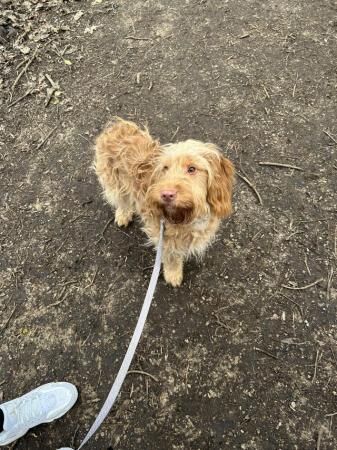 Cockapoo puppy for sale 1 years old for sale in Derby, Derbyshire - Image 3