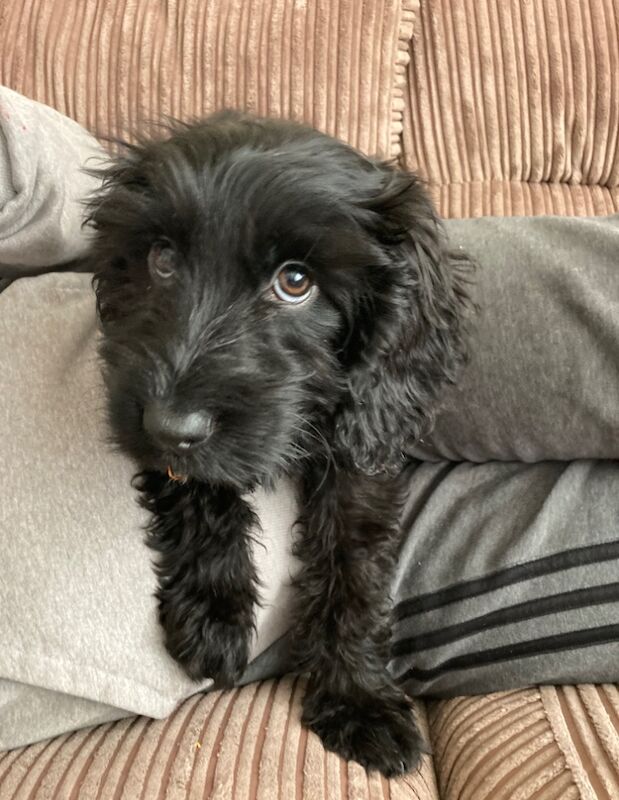 Cockapoo puppy for sale in Inverurie, Aberdeenshire