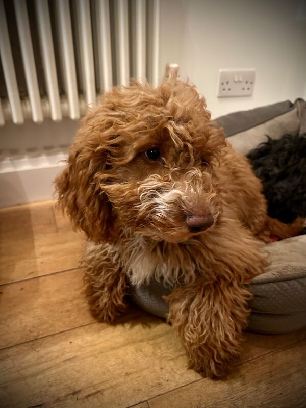 Cockapoo puppy for sale in East Acton, Greater London