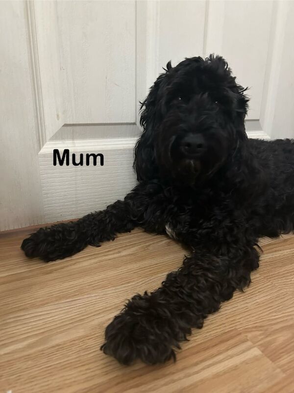 Cockapoo puppy for sale in East Acton, Greater London - Image 2