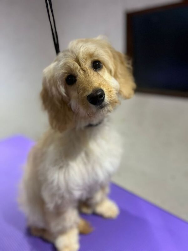 Cockapoo puppy for sale in Omagh, County Tyrone