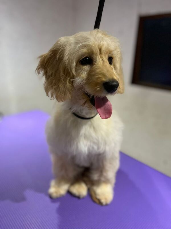 Cockapoo puppy for sale in Omagh, County Tyrone - Image 2