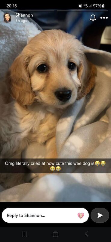 Cockapoo puppy for sale in Omagh, County Tyrone - Image 3