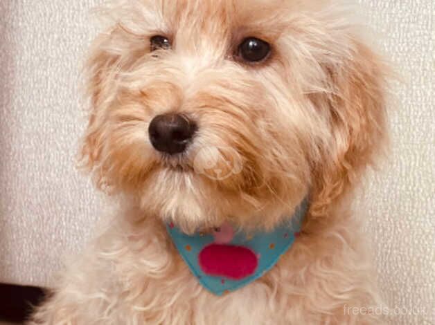 Cockapoo puppy for sale in Dungannon - Image 1