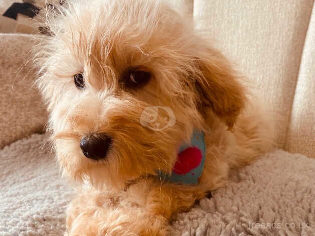 Cockapoo puppy for sale in Dungannon - Image 3