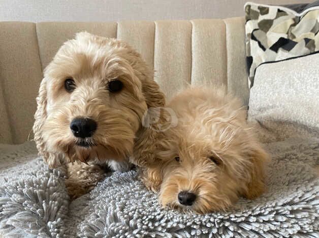 Cockapoo puppy for sale in Dungannon - Image 5