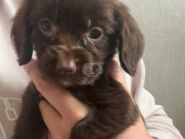 cockapoo puppy for sale in Sunderland, Cumbria - Image 1