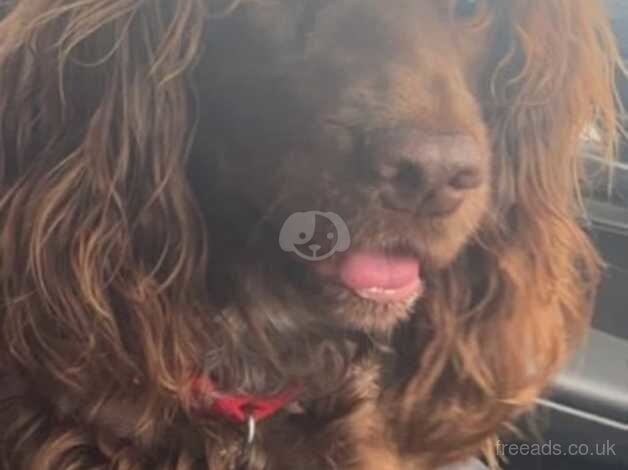 cockapoo puppy for sale in Sunderland, Cumbria - Image 3