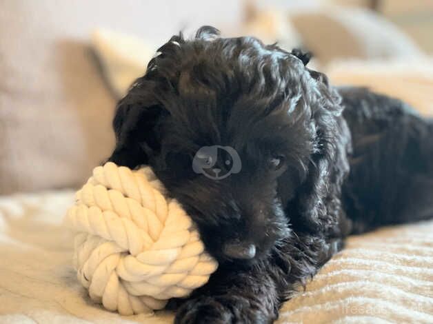 Cockapoo Puppy for sale in Swansea - Image 1