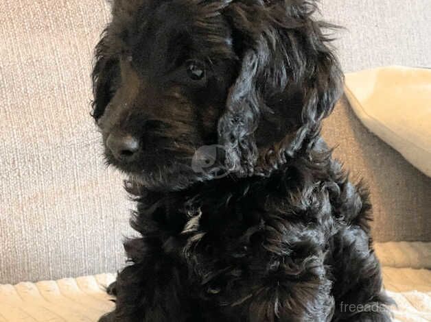 Cockapoo Puppy for sale in Swansea - Image 3