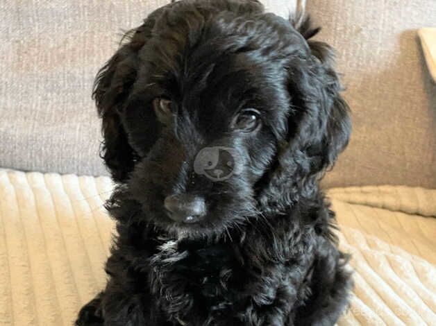 Cockapoo Puppy for sale in Swansea - Image 4