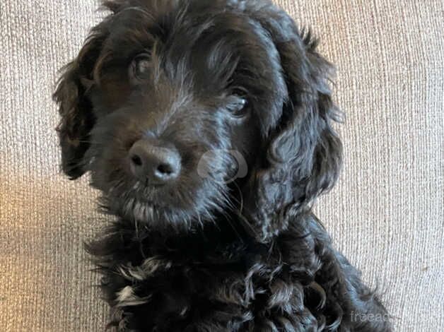 Cockapoo Puppy for sale in Swansea - Image 5