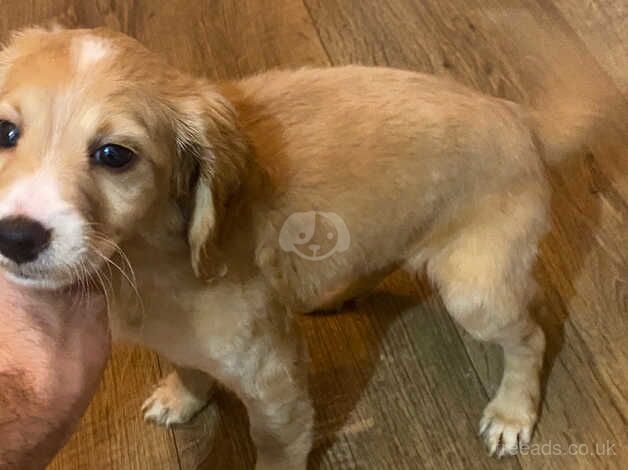 Cockapoo Puppy for sale in Tilbury, Essex - Image 1