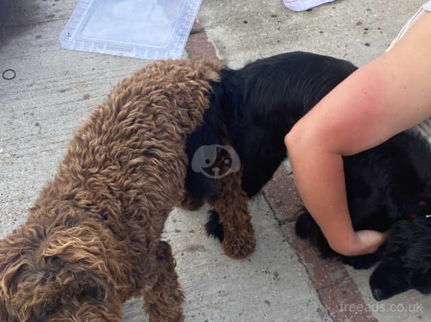 Cockapoo Puppy for sale in Tilbury, Essex - Image 3