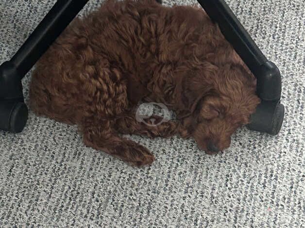 Cockapoo puppy for sale in Tunbridge Wells, Kent - Image 4