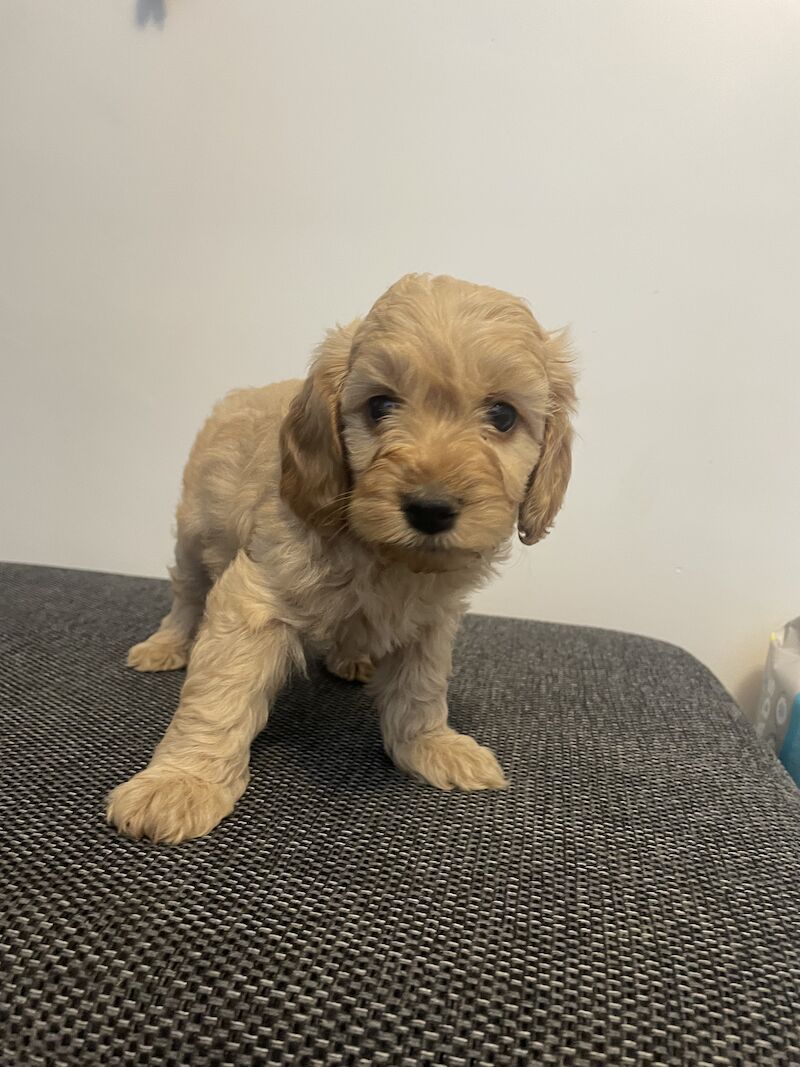 Cockapoo Puppies for sale in Suffolk