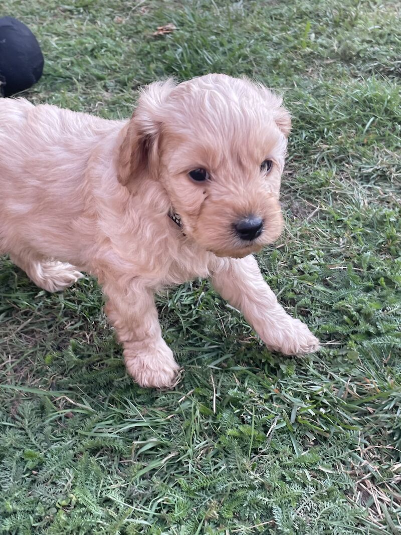 Cockapoo puppy, Last one, Ready today! for sale in Ipswich, Suffolk - Image 4