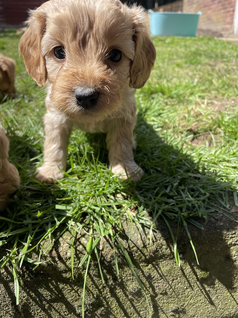 Cockapoo puppy, Last one, Ready today! for sale in Ipswich, Suffolk - Image 5