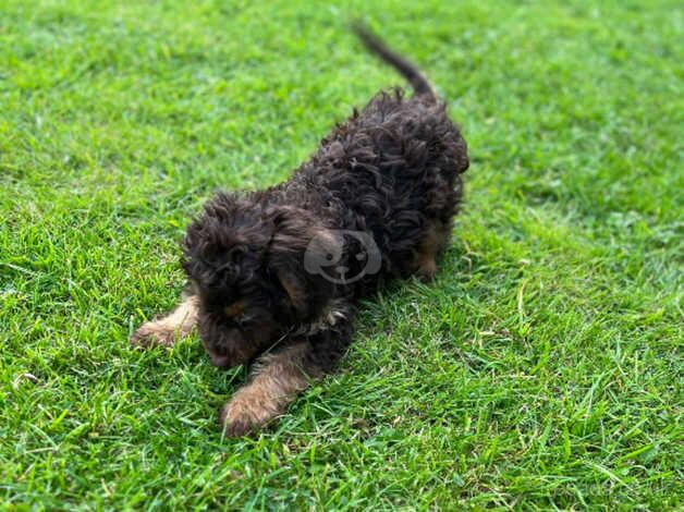 Cockapoo puppy male for sale in Nelson, Lancashire - Image 2