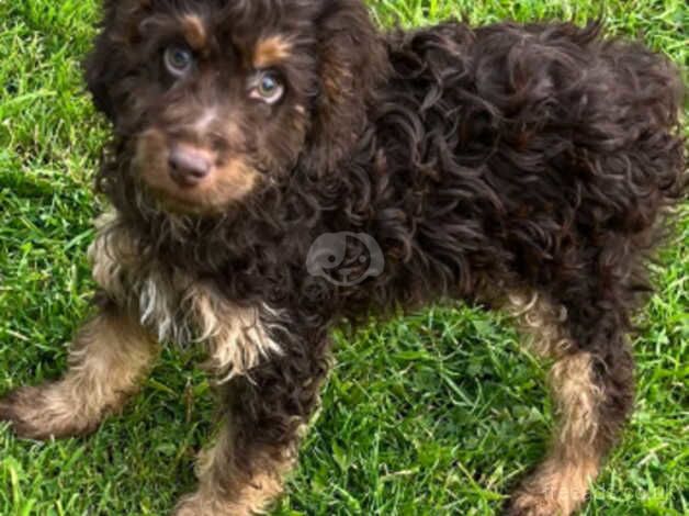 Cockapoo puppy male for sale in Nelson, Lancashire - Image 3