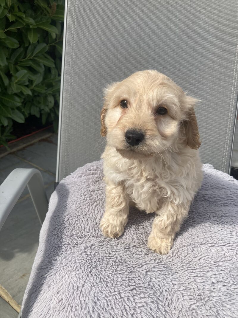 Cockapoo Puppies for sale in Kent