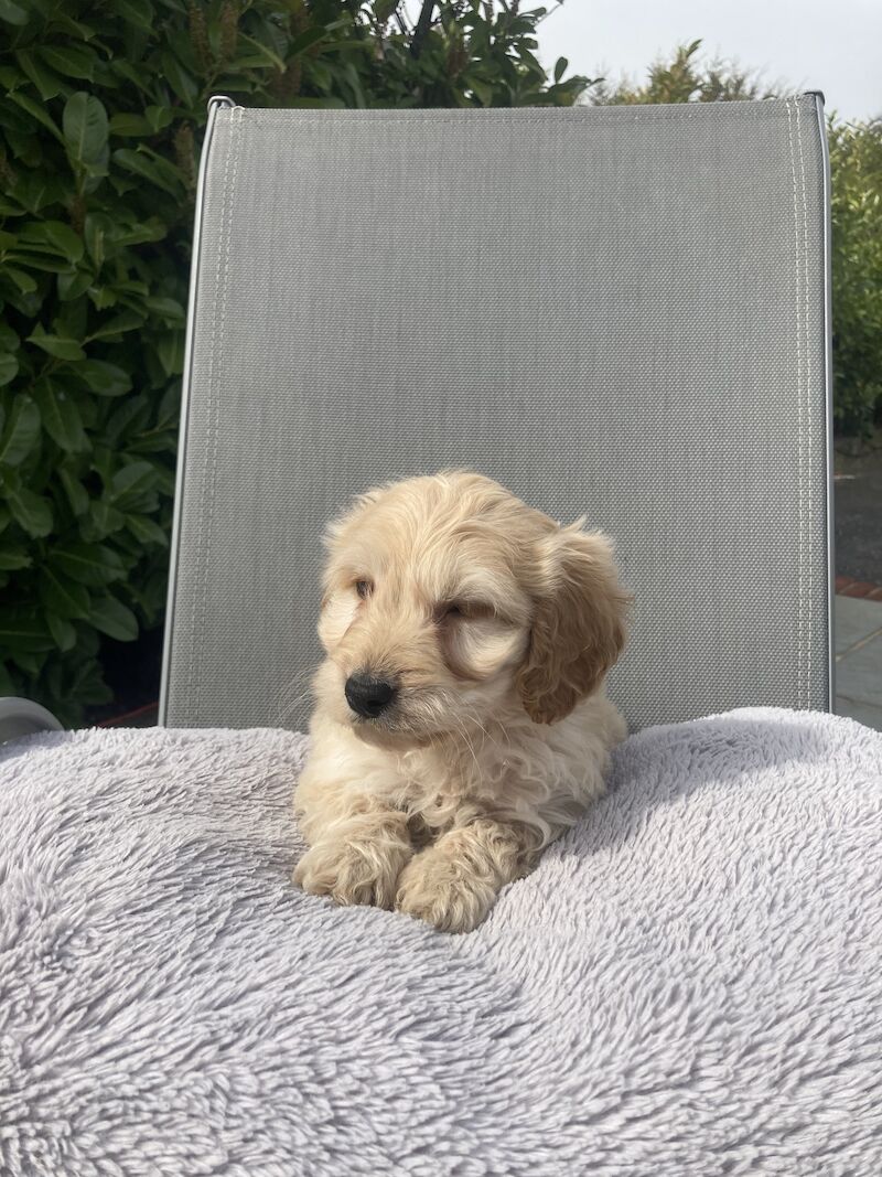 Cockapoo Puppies for sale