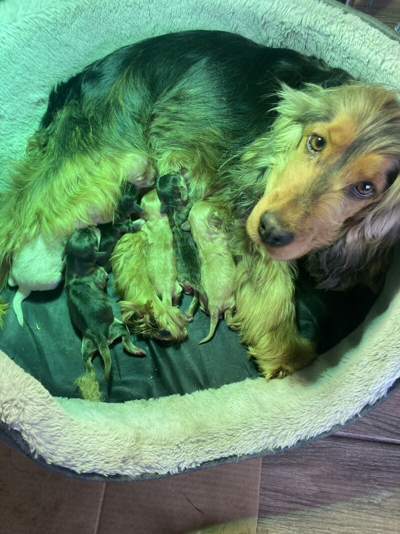 Cockapoo puppys for sale in Swanley, Kent - Image 9