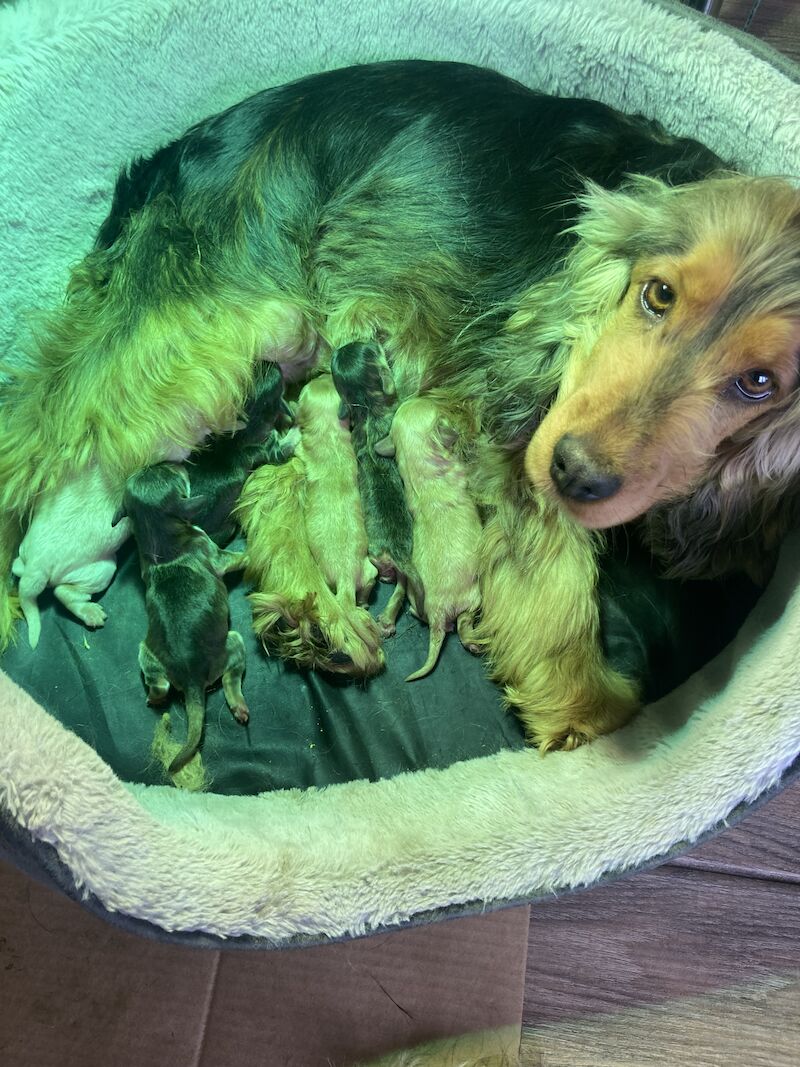 Cockapoo puppys for sale in Swanley, Kent - Image 10