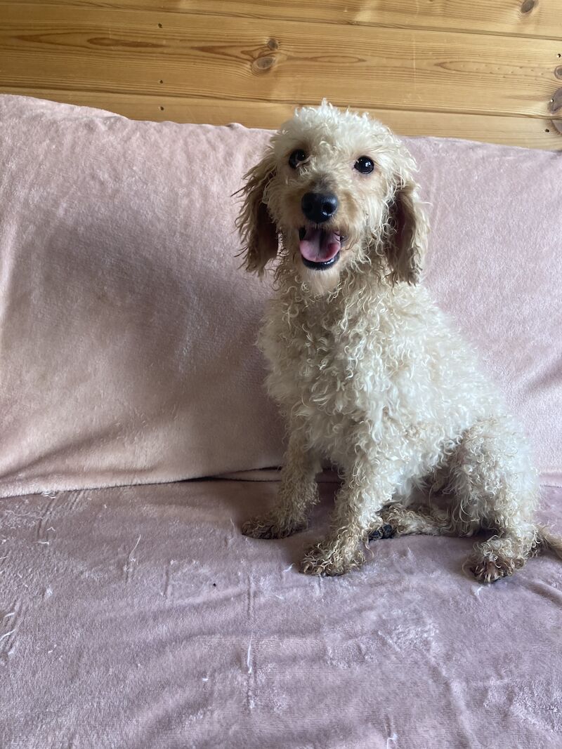 Cockapoo puppys for sale in Swanley, Kent - Image 11