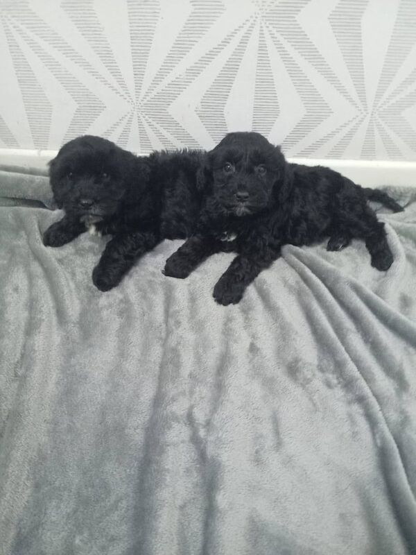 Cockapoo puppys for sale in Ballyclare, County Antrim - Image 2