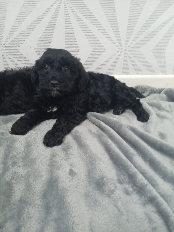 Cockapoo puppys for sale in Ballyclare, County Antrim - Image 3