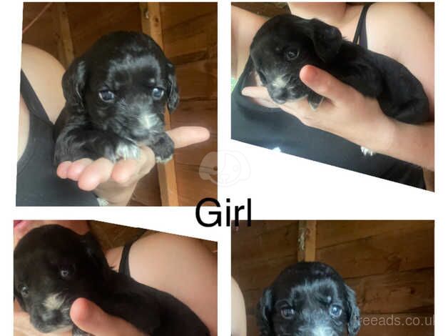 Cockapoo Puppies for sale