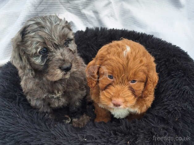 Cockapoo puppys for sale in Sturminster Newton, Dorset - Image 1