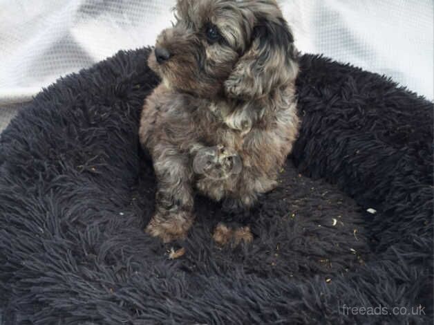 Cockapoo puppys for sale in Sturminster Newton, Dorset - Image 2