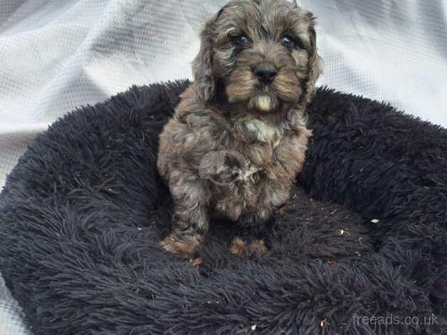 Cockapoo Puppies for sale in Dorset