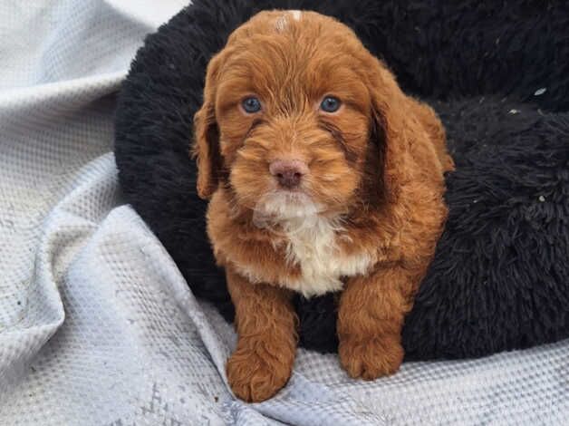 Cockapoo Puppies for sale