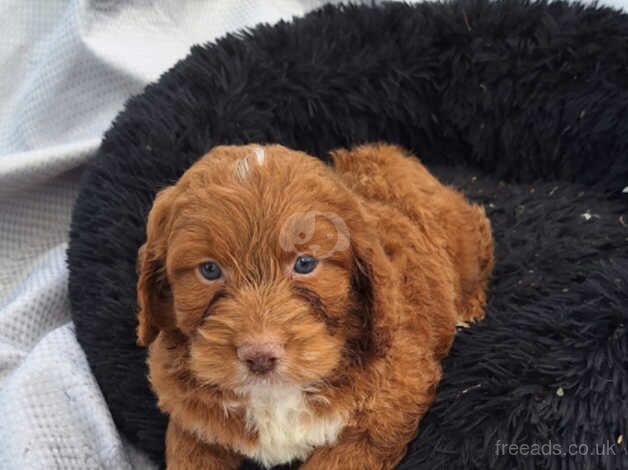 Cockapoo puppys for sale in Sturminster Newton, Dorset - Image 5