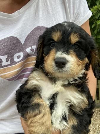 Cockapoo pups 3 boys 2 girls ready now for sale in Stow, Lincolnshire - Image 1